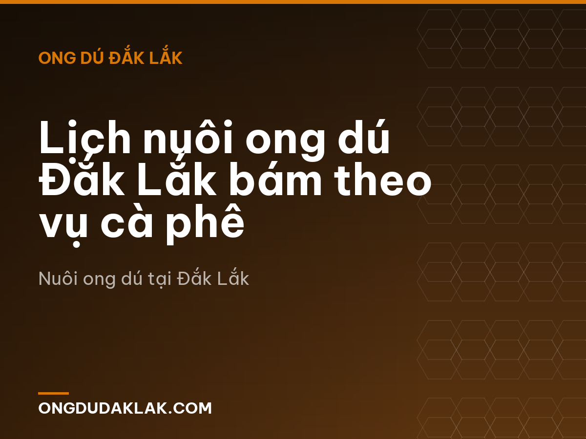 Lịch nuôi ong dú Đắk Lắk bám theo vụ cà phê