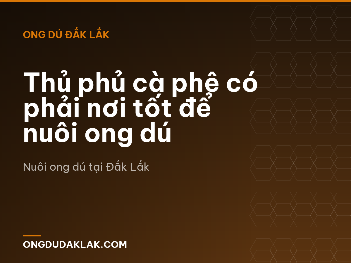 Thủ phủ cà phê có phải nơi tốt để nuôi ong dú